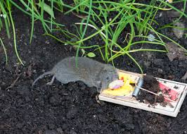 Mouse Traps