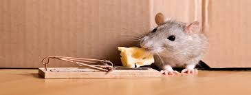 Mouse Traps